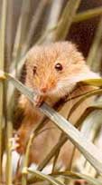 Photo of a harvest mouse taken by Peter Taylor