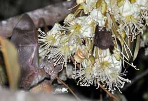 Photo by Barbara Maslen and Allen Sheather of an Australian blossom bat which is illustrated in Peter Taylor's book 'Once a Creepy Crocodile'.