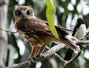 Photo of an Australian Boobook Owl which is illustrated in Peter Taylor's book 'Once a Creepy Crocodile', photo by Tony Ashton.