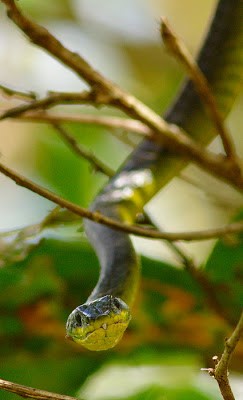 Photo of an Australian Tree Snake which is illustrated in Peter Taylor's book 'Once a Creepy Crocodile', photo by Tony Ashton.