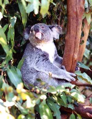 Photo of a koala which is illustrated in Peter Taylor's book 'Once a Creepy Crocodile', photo by Peter Taylor.
