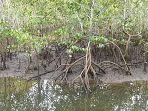 Photo of an Australian Mangrove Tree which is illustrated in Peter Taylor's book 'Once a Creepy Crocodile', photo by Peter Taylor.
